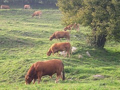 CHILE: CARNES ÑUBLE Y UNA NUEVA OPCION PRODUCTIVA GANADERA