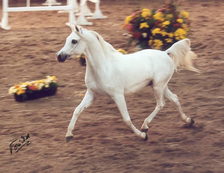 LA CARNE DE CABALLO ES MUY DEMANDADA EN EL MUNDO