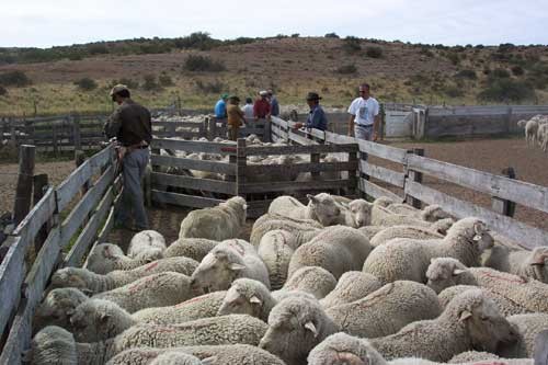 NUEVOS CREDITOS PARA PRODUCTORES DE OVINOS