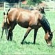 CABALLOS: ESTADISTICAS DE FAENA