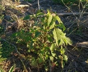 ANALIZARÁN LAS DECISIONES DE LOS PRODUCTORES: UN PROYECTO QUE VA A FONDO PARA GANARLE DE MANO A LAS
