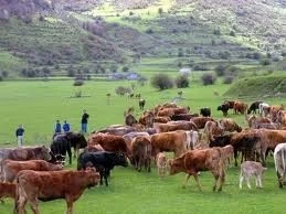SE LANZÓ UNA ORGANIZACIÓN GLOBAL POR LA CARNE VACUNA SOSTENTIBLE