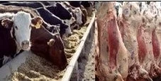 INFORME SECTORIAL DE LA CADENA CARNE VACUNA