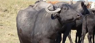CARNE DE BUFALO: LA INDIA, EL CUARTO PROVEEDOR