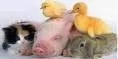 URUGUAY: JORNADA INTERNACIONAL DE BIENESTAR ANIMAL, UN ENFOQUE PRÁCTICO PARA MINIMIZAR EL ESTRÉS EN