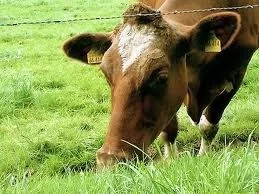 LA FAO PIDE CON URGENCIA VACUNAS Y EQUIPOS PARA COMBATIR LA FIEBRE AFTOSA EN COREA DEL NORTE