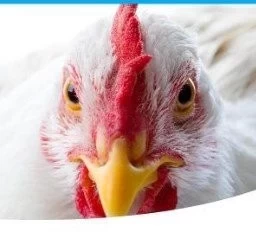 CEVA ARGENTINA: MUNDO AVICOLA