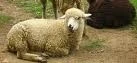 COLOMBIA: MEJORAR PRODUCCION OVINA