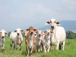COLOMBIA ABRE NUEVOS NEGOCIOS DE CARNE Y LECHE CON RUSIA