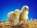 ARGENTINA: MILLONARIO PROYECTO DE POLLOS