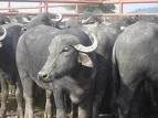 BUFALOS: AL CIERRE DEL 9ª CONGRESO MUNDIAL, UNA MUESTRA NACIONAL DE BUFALOS Y VENTAS