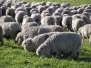 URUGUAY: GRUPO NEOZELANDES INTERESADO EN HACER INVERSIONES EN OVINOS