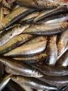 CHILE: PROMULGAN NUEVA LEY DE PESCA Y ACUICULTURA