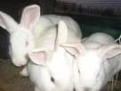 COLOMBIA: CONEJOS ALTERNATIVA PARA PRODUCIR Y CONSUMIR