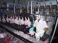 DISTRIBUYERON COMPENSACIONES A FRIGORIFICOS AVICOLAS ARGENTINOS