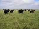 FORRAJERAS MODIFICADAS HACIA UN NUEVO MERCADO DE PRODUCCION DE CARNE