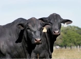 BRANGUS: FLEXIBILIDAD Y ADAPTACION AL AMBIENTE PARA PRODUCIR CARNE DE CALIDAD EN ZONAS TROPICALES