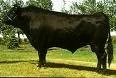 RAZA BOVINA WAGYU: LEJENDARIA Y SABROSA