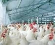 FUNCIONARIOS NACIONALES Y PRODUCTORES AVICOLAS PRESENTES EN EL ACTO POR EL DIA NACIONAL DE LA AVICU
