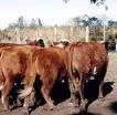 FRIGORIFICOS GAUCHOS VUELVEN A MIRAR HACIA EL URUGUAY