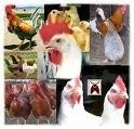 BOLIVIA: CURSO AVANZADO EN MANEJO Y SISTEMAS DE PRODUCCIÓN AVÍCOLA