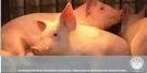 ARGENTINA: LO QUE HAY QUE SABER DE LA GRIPE PORCINA