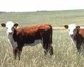 CIENTÍFICOS COMPLETAN LA SECUENCIA DEL GENOMA DE LAS VACAS