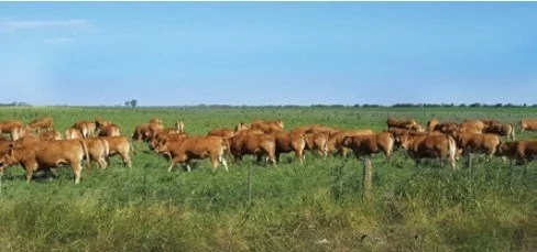 LIMOUSIN: UNA OPCIÓN DE PESO PARA EXPORTAR NOVILLO