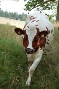 PRIMERA CONFERENCIA INTERNACIONAL DE LA OIE SOBRE LA IDENTIFICACIÓN Y LA TRAZABILIDAD DE LOS ANIMALE
