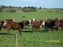 ARGENTINA: HUBO ACUERDOS EN TRIGO, CARNES Y LECHE