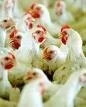 VENEZUELA CERTIFICA AVICOLAS COLOMBIANAS PARA EXPORTAR
