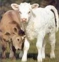 ARGENTINA: PRESENTAN 53 PROYECTOS EN EL PLAN "MAS TERNEROS MAS CARNE"