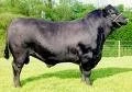 ANGUS: LA “VEDETTE”DE LA GANADERÍA NACIONAL