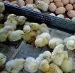 ARGENTINA EXPORTO MAS DE U$S 240 MILLONES DE CARNE AVIAR
