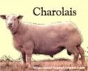 OVINOS CHAROLLAIS: UNA RAZA COMPLETA