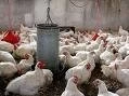 INDUSTRIA AVICOLA: PRODUCIR SIN CONTAMINAR
