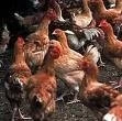 HONG KONG REANUDA PROCESAMIENTO DE SOLICITUDES DE IMPORTACION DE AVES DE CORRAL DE REINO UNIDO