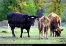BIENESTAR ANIMAL: LA NECESIDAD DE TOMAR CONCIENCIA AHORA