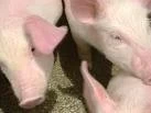 RUSIA INCREMENTA LAS IMPORTACIONES DE CARNE DE CERDO DE EE.UU.