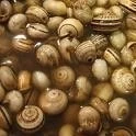 ARGENTINA: “CURSO DE PRODUCCION, MERCADOS Y ASPECTOS ECONOMICOS DE LA CRIA DE CARACOLES TERRESTRES”