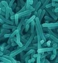 ESPAÑA: JORNADA EN EL CENTA – IRTA CONTROL DE LISTERIA MONOCYTOGENES