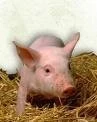 ESPAÑA: EL COCHINILLO COMO EJEMPLO DE GARANTIA DE CALIDAD
