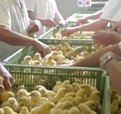 TYSON ADQUIERE TRES COMPAÑIAS AVICOLAS EN BRASIL