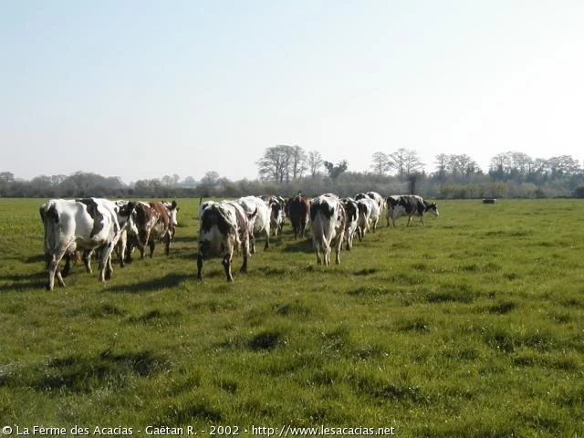 INTEGRACION DE LA CADENA DE VALOR DE LA CARNE BOVINA: MERCADO Y OPORTUNIDADES