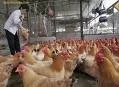 BOLIVIA: EL GOBIERNO AUTORIZA LA REANUDACIÓN DE EXPORTACIÓN DE CARNE DE POLLO