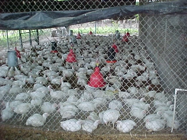 BRASIL: EXPORTACION DE POLLOS SUPERO LOS 2.700 MILLONES DE DOLARES