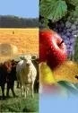 ARGENTINA: LANZAN CREDITOS PARA EL SECTOR AGROPECUARIO
