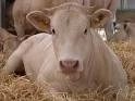 UE: CUIDADO NORMATIVO DE ANIMALES