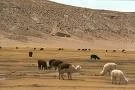 BOLIVIA: MUNICIPIO DE TURCO EXPORTARA CARNE DE LLAMA A SUIZA