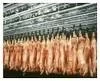 RECORD DE EXPORTACION DE CARNE VACUNA